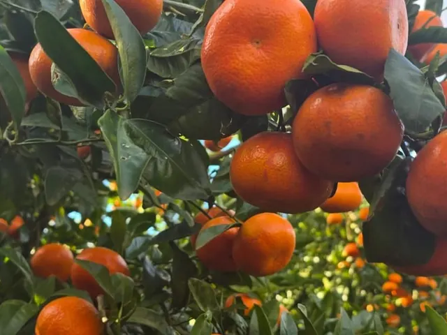 Mandarines Nadorcott sans pépins sur l'arbre au Maroc