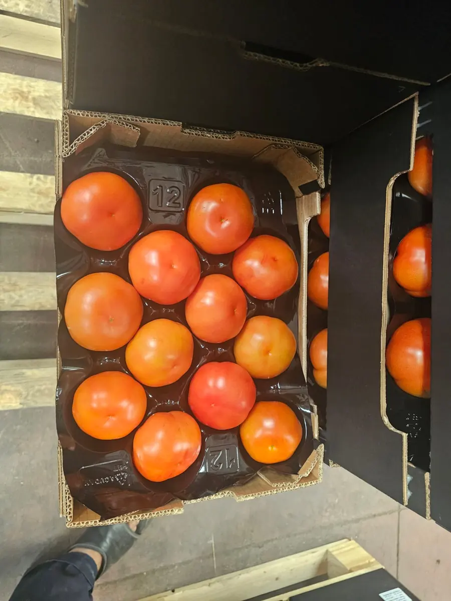 Gros calibre : plateau de 12 tomates rondes