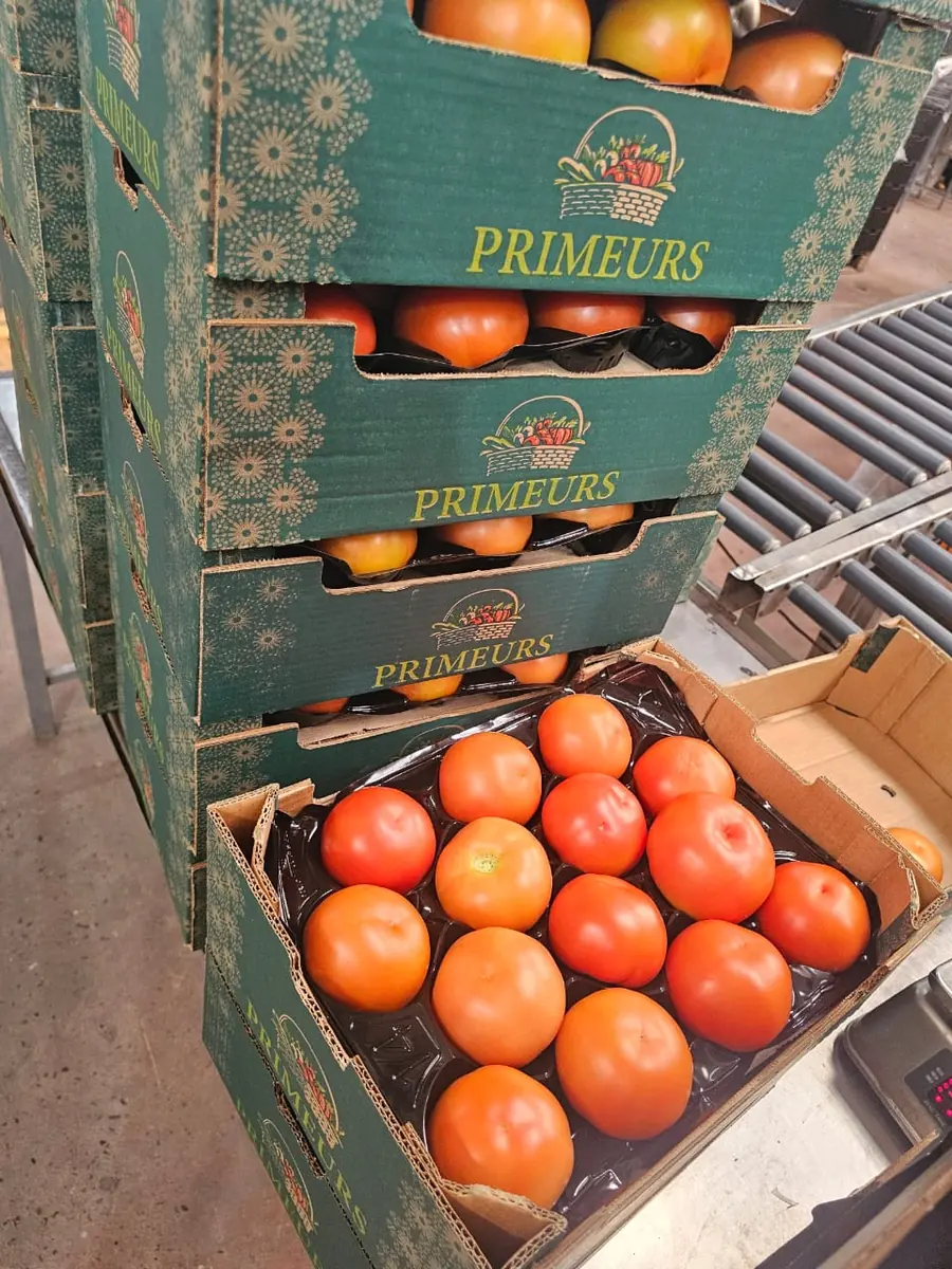 Cartons de tomates rondes empilés en station de conditionnement au Maroc