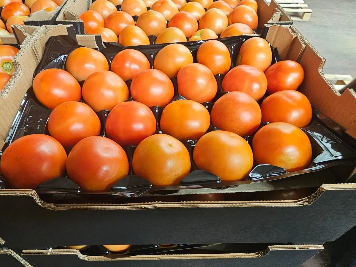 Calibre moyen : plateau de 20 tomates rondes