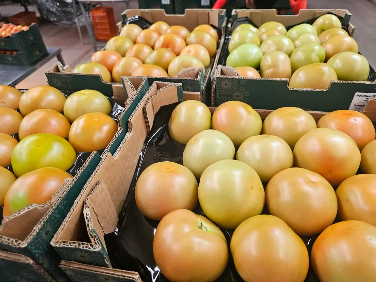 Tomates au stade tournant et orangé en plateaux
